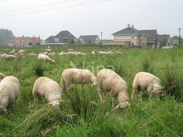 Schaap (Ovis domesticus)