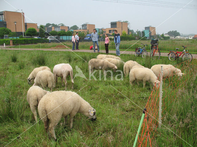 Schaap (Ovis domesticus)