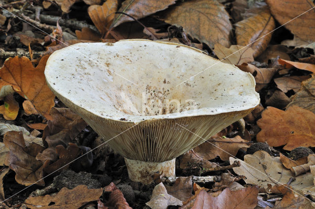 Fleecy Milk-cap (Lactarius vellereus)