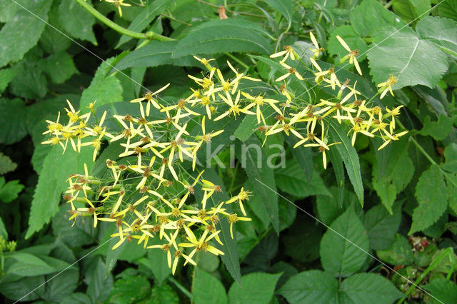 Schaduwkruiskruid (Senecio ovatus)