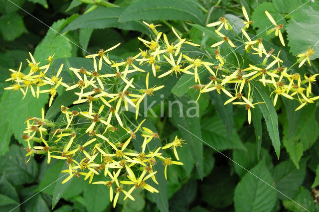 Alpine Ragwort (Senecio ovatus)