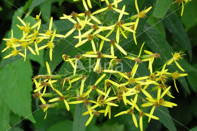 Alpine Ragwort (Senecio ovatus)