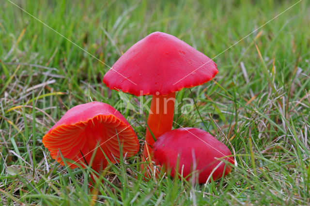 Scharlaken wasplaat (Hygrocybe coccinea)