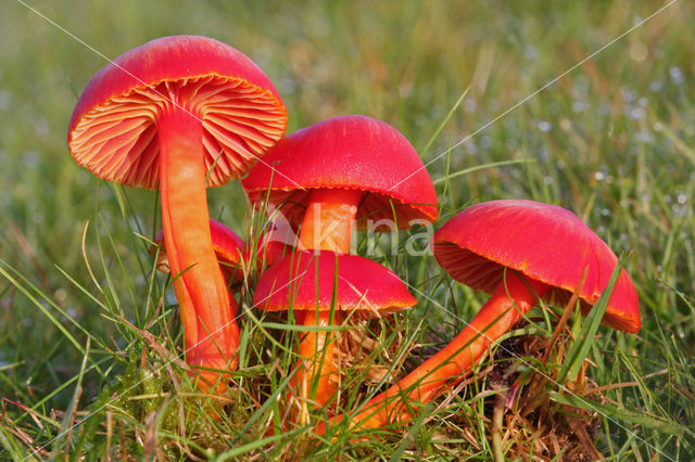 Scharlaken wasplaat (Hygrocybe coccinea)