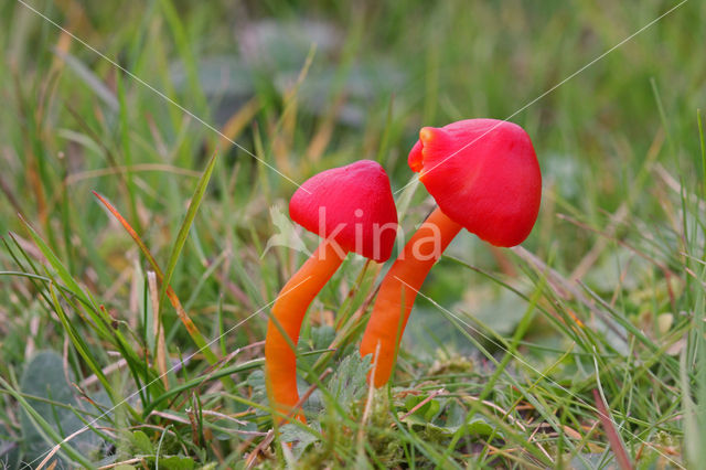 Scharlaken wasplaat (Hygrocybe coccinea)