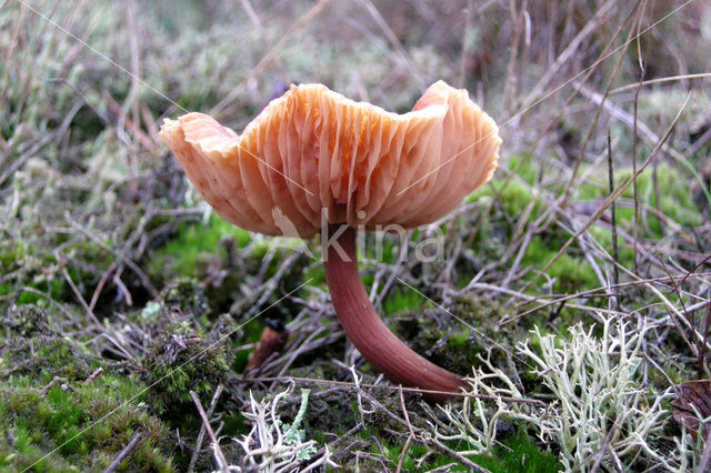 Scurfy Deceiver (Laccaria proxima)