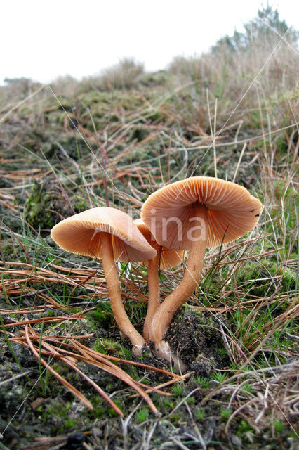 Schubbige fopzwam (Laccaria proxima)
