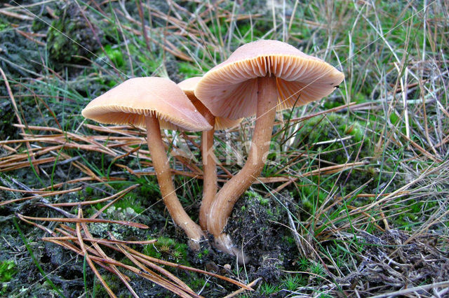 Schubbige fopzwam (Laccaria proxima)