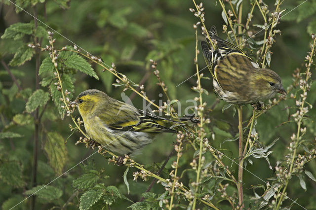 Eurasian Siskin (Carduelis spinus)