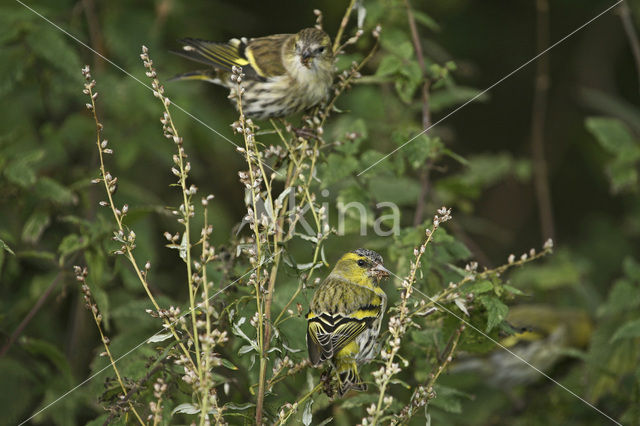 Eurasian Siskin (Carduelis spinus)