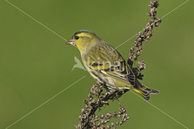 Eurasian Siskin (Carduelis spinus)