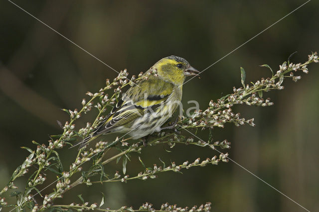 Eurasian Siskin (Carduelis spinus)