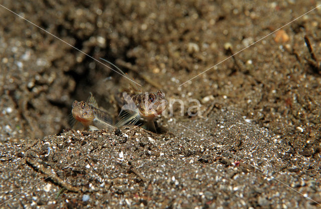 Silverspot shrimpgoby (Ctenogobiops crocineus)