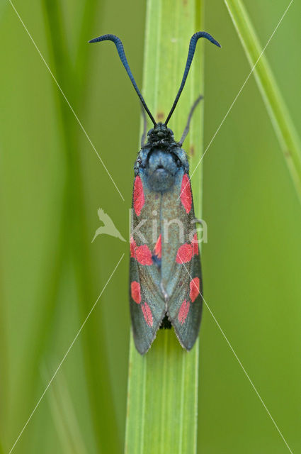 Sint-Jansvlinder (Zygaena filipendulae)