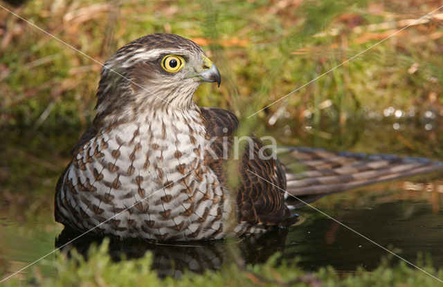 Sperwer (Accipiter nisus)