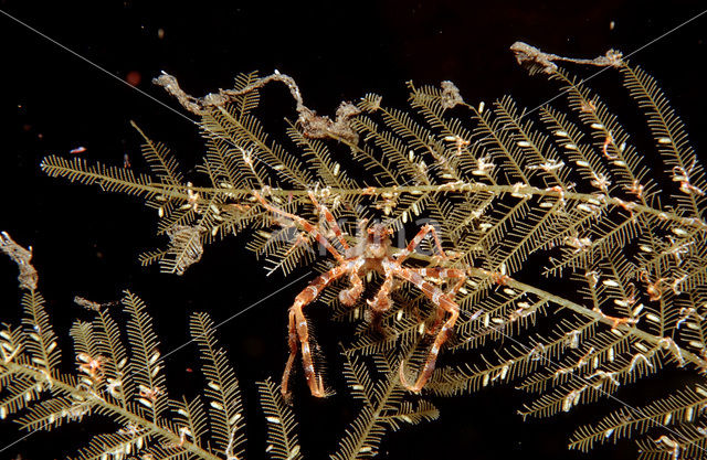 spider crab (Achaeus spinosus)