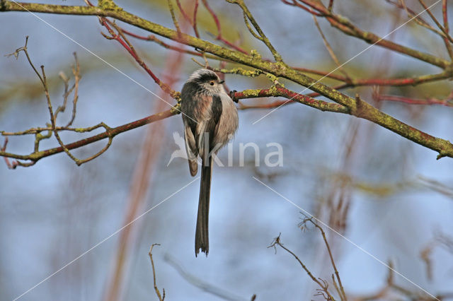 Staartmees (Aegithalos caudatus)