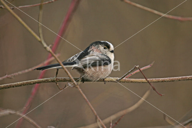 Long-tailed Tit (Aegithalos caudatus)