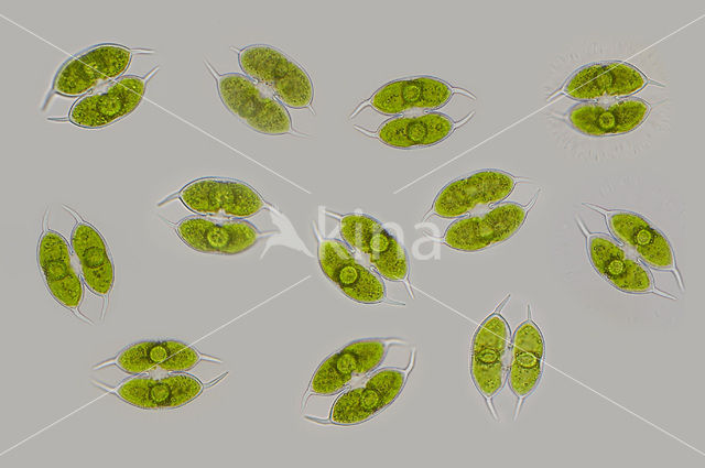 Staurodesmus convergens