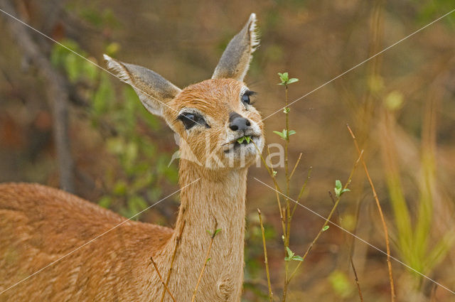 Steenbok (Capra ibex)