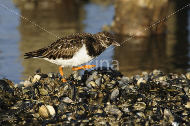 Ruddy Turnstone (Arenaria interpres)