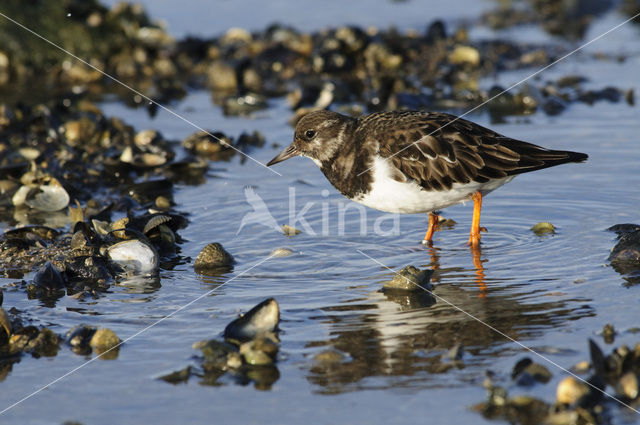 Steenloper (Arenaria interpres)