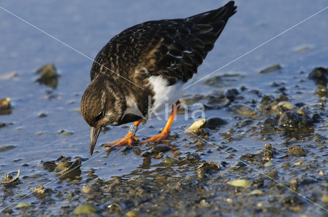 Steenloper (Arenaria interpres)