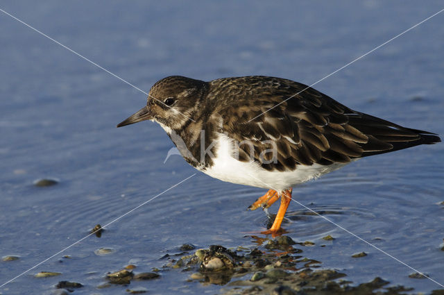 Steenloper (Arenaria interpres)