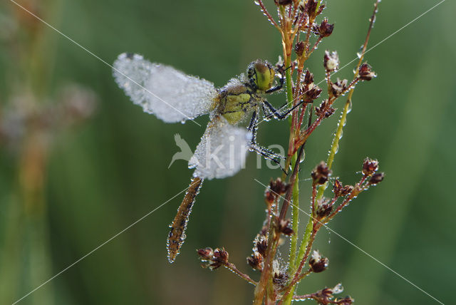 Vagrant Darter (Sympetrum vulgatum)