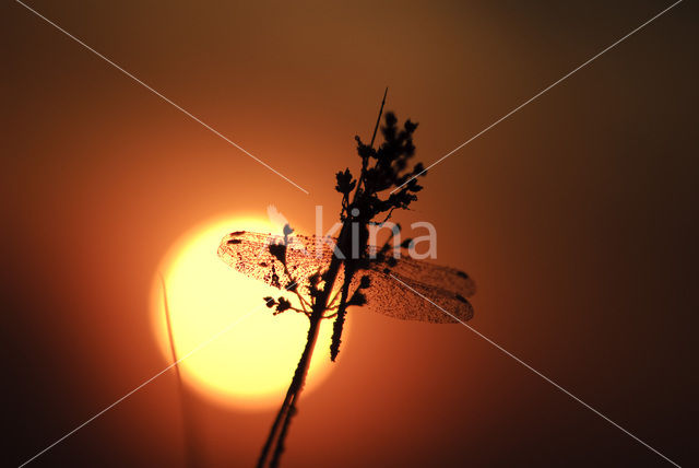 Vagrant Darter (Sympetrum vulgatum)