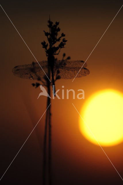 Vagrant Darter (Sympetrum vulgatum)