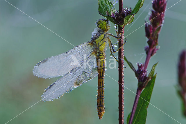 Vagrant Darter (Sympetrum vulgatum)