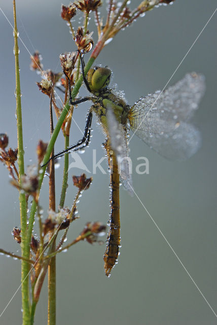 Vagrant Darter (Sympetrum vulgatum)