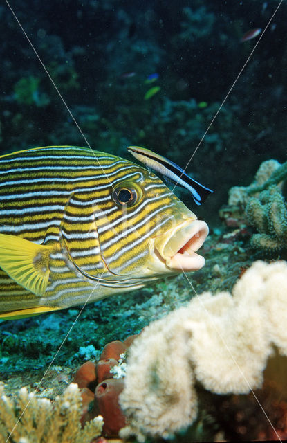 Streep diklipvis (Plectorhinchus polytaenia)