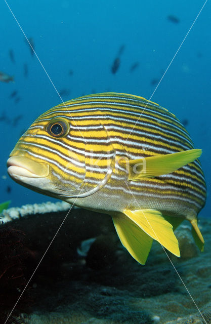 Streep diklipvis (Plectorhinchus polytaenia)