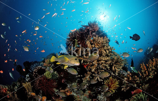 Streep diklipvis (Plectorhinchus polytaenia)