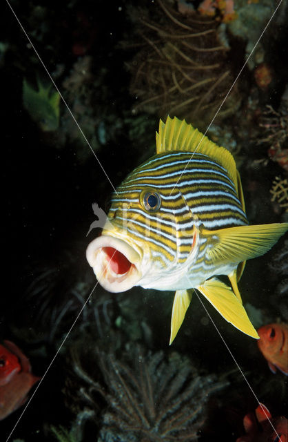 Streep diklipvis (Plectorhinchus polytaenia)