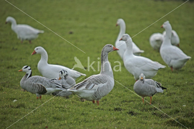 Bar-headed Goose (Anser indicus)