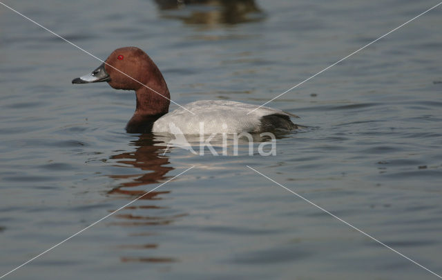 Pochard (Aythya ferina)