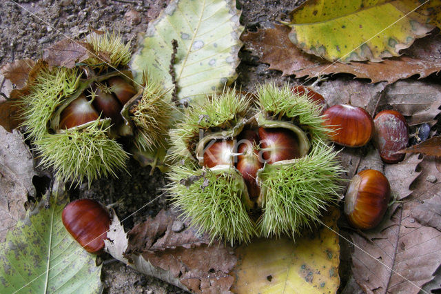 Tamme kastanje (Castanea sativa)