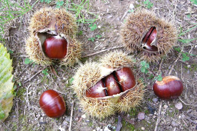 Tamme kastanje (Castanea sativa)