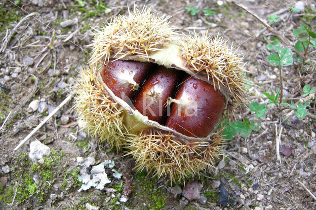 Tamme kastanje (Castanea sativa)