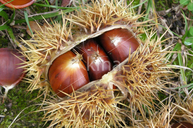 Tamme kastanje (Castanea sativa)