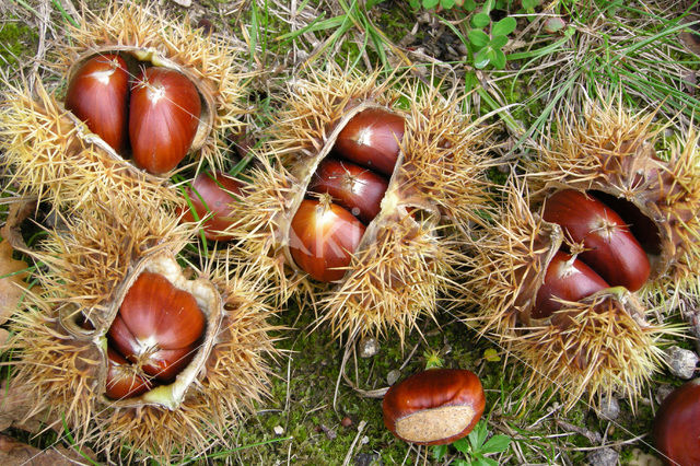 Tamme kastanje (Castanea sativa)