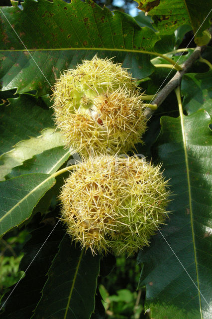 Tamme kastanje (Castanea sativa)