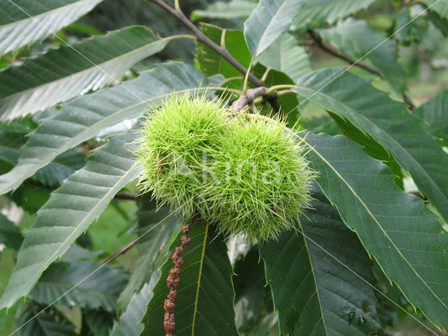 Tamme kastanje (Castanea sativa)