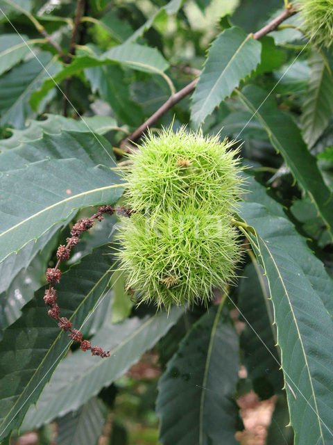 Tamme kastanje (Castanea sativa)