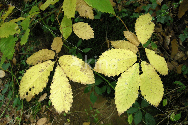 Tamme kastanje (Castanea sativa)