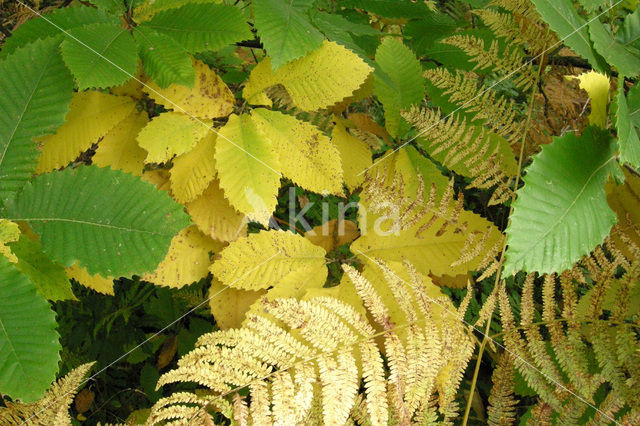 Sweet Chestnut (Castanea sativa)