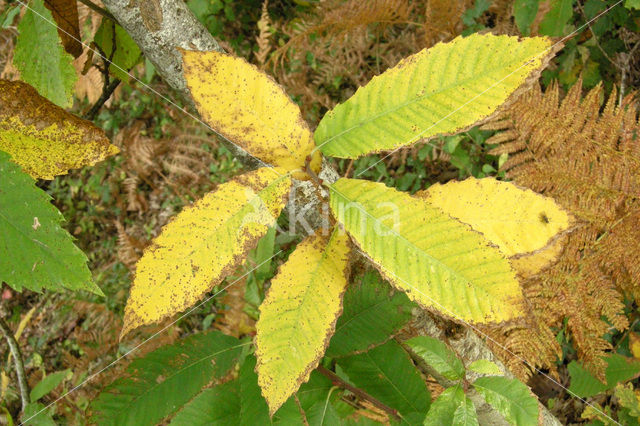 Tamme kastanje (Castanea sativa)